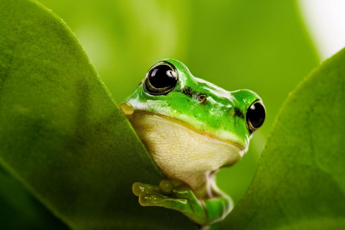 Frosch auf Blatt