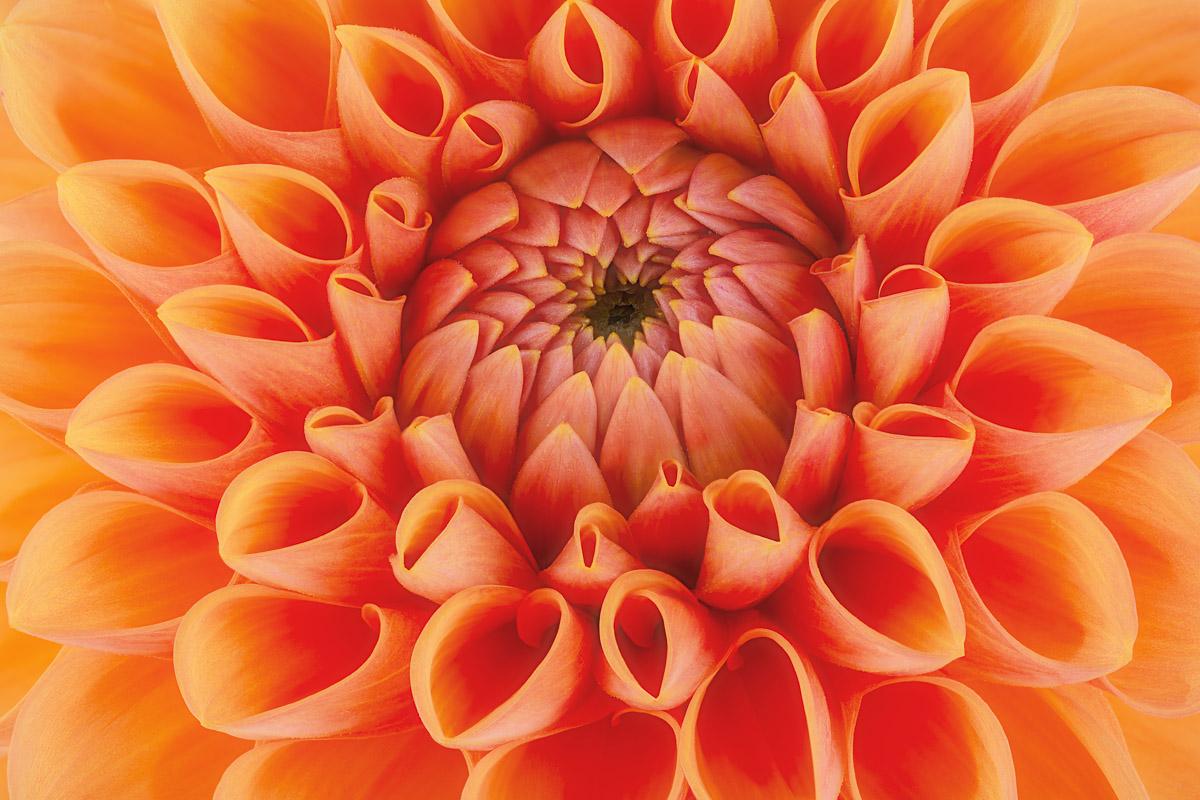 Blume