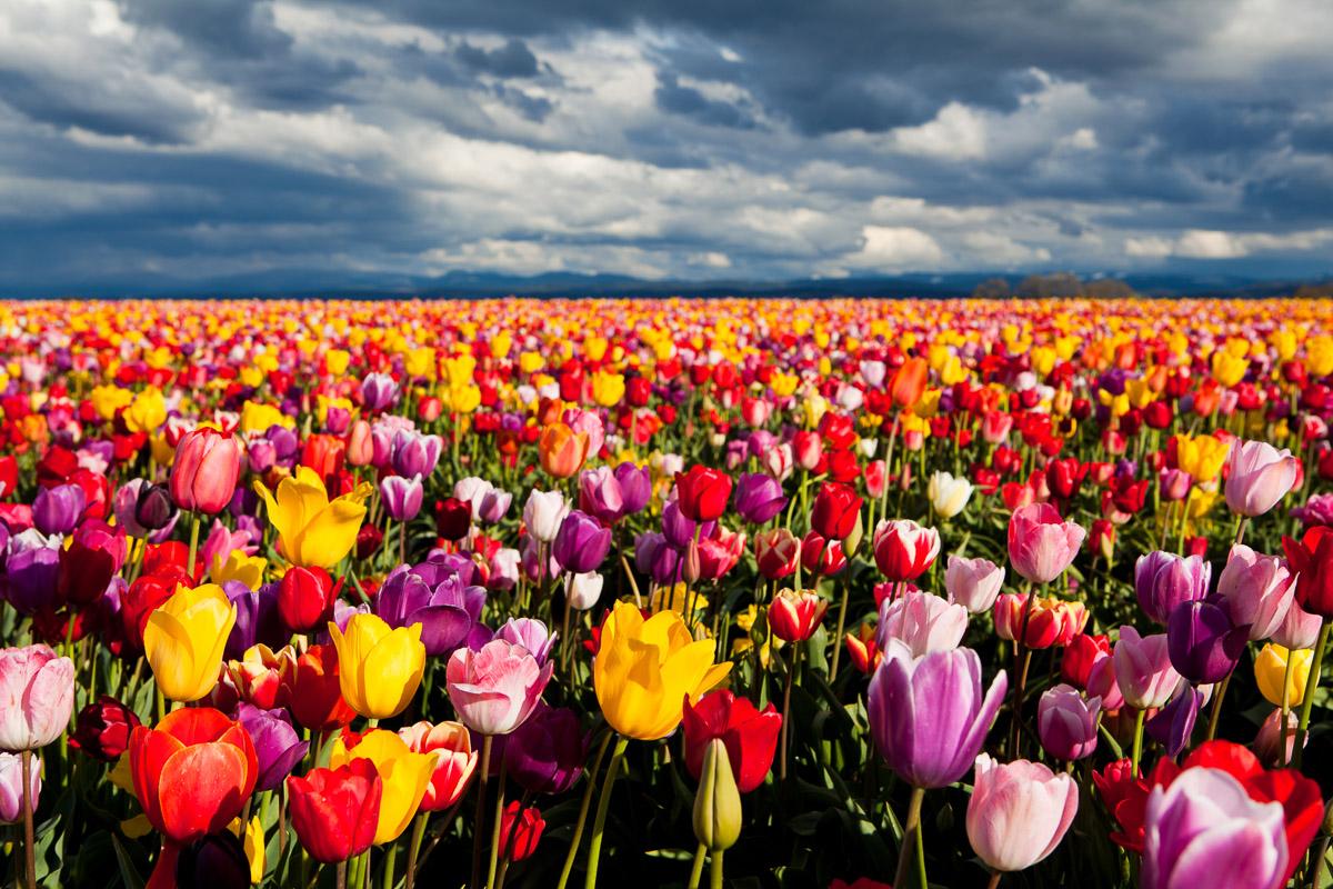 Blumenwiese