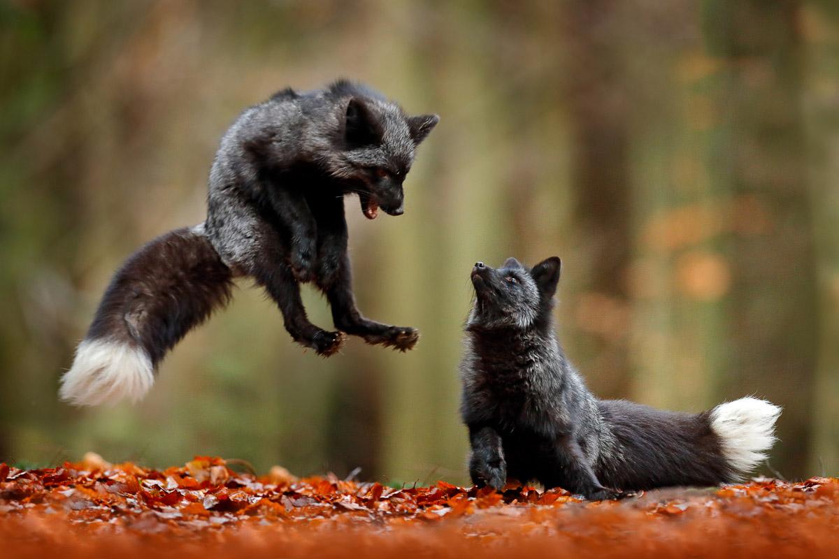 Schwarze Füchse im Wald