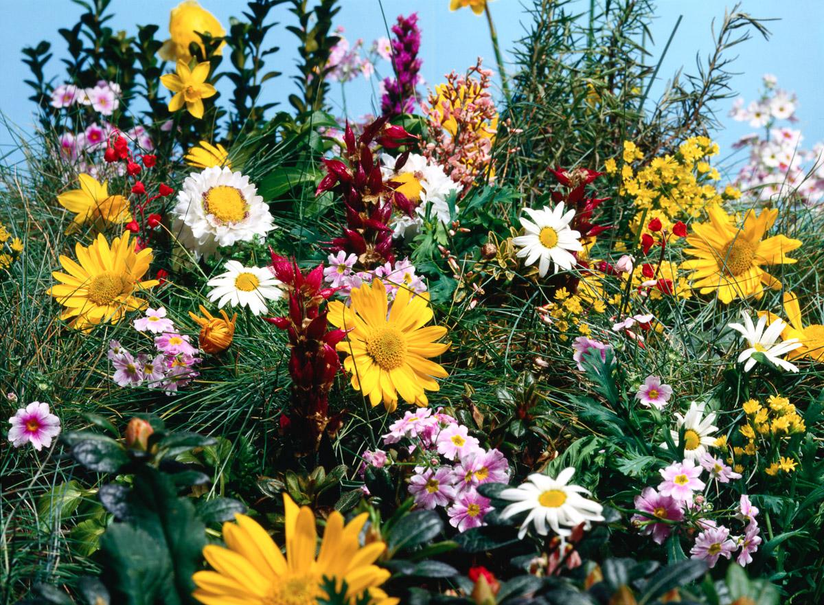 Blumenwiese