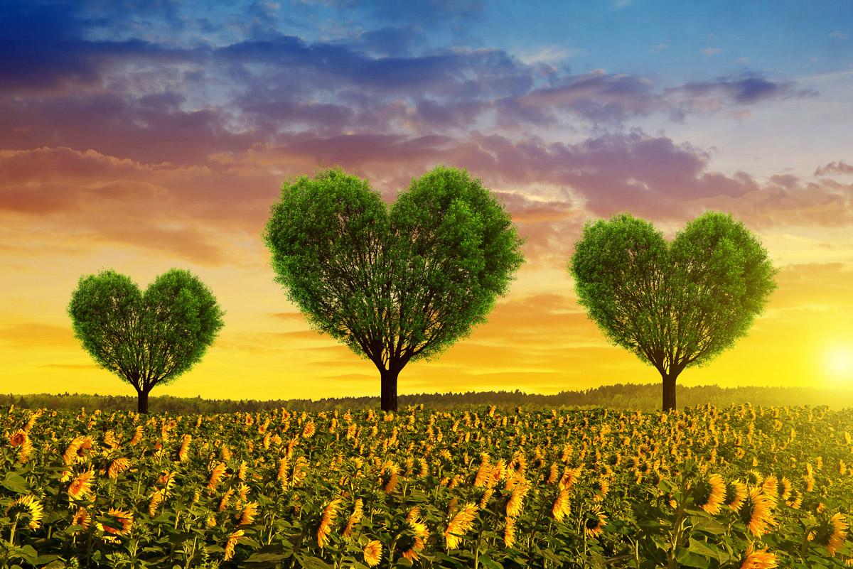 Herz Büme in Blumenfeld