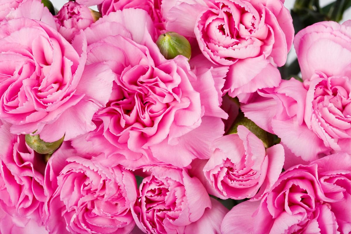 Rosen rosa