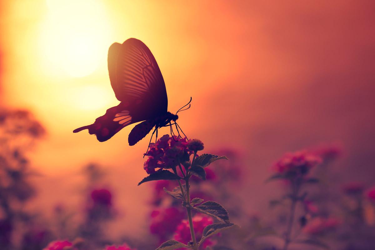 Schmetterling auf Blume