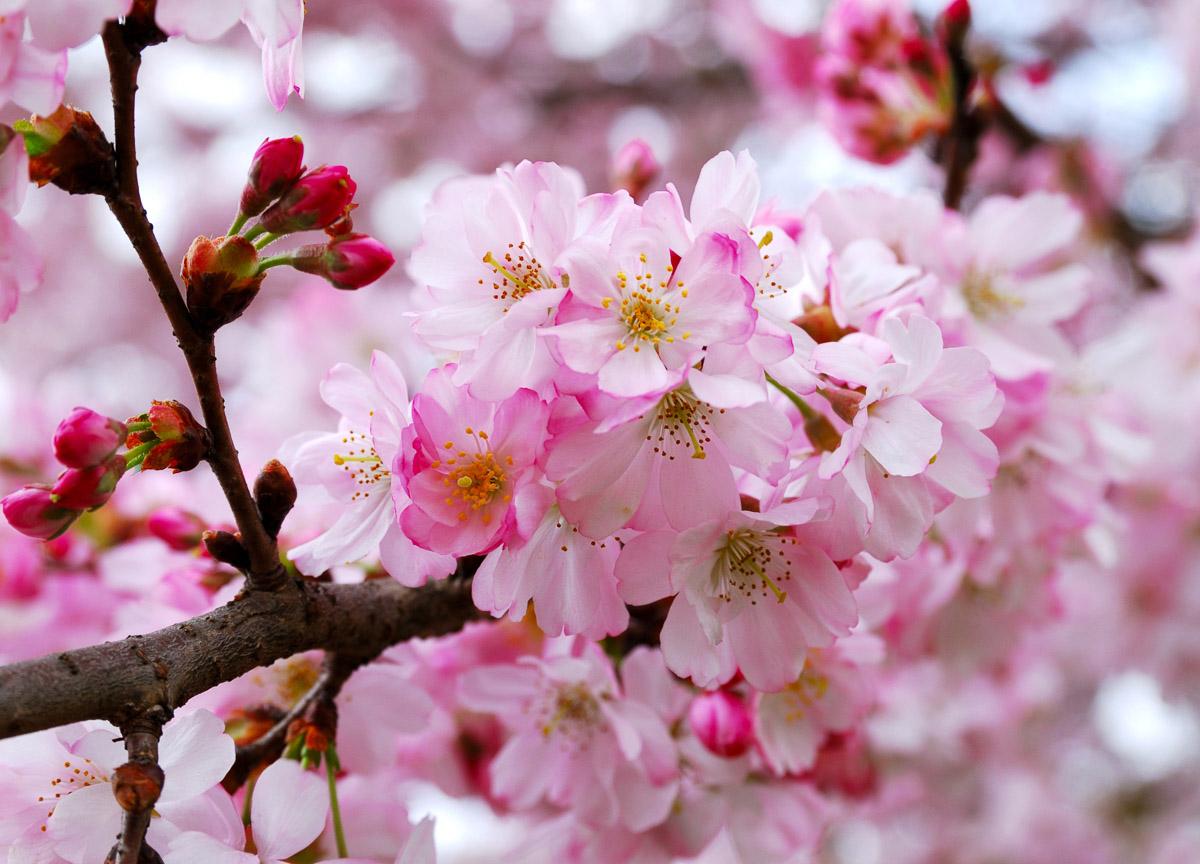 Rkirschblüten