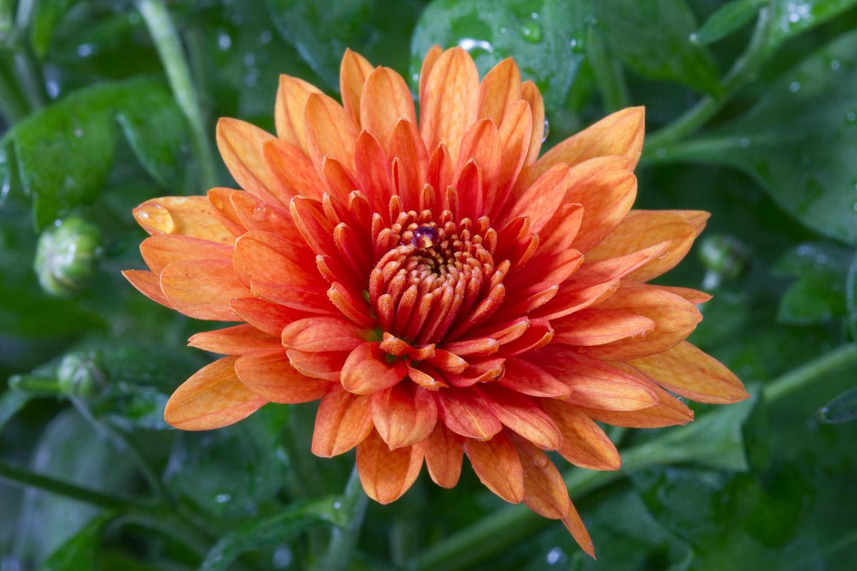 Blume