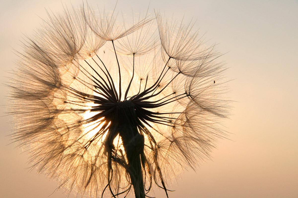 Pusteblume